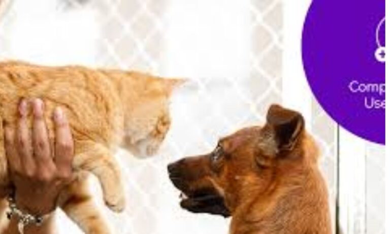 Petfinder Pro Login: Complete Guide for Shelters and Rescues